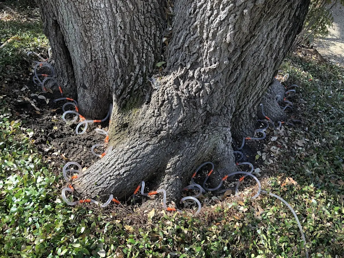 Detailed Shrub and Hedge Trimming job site in Guffey