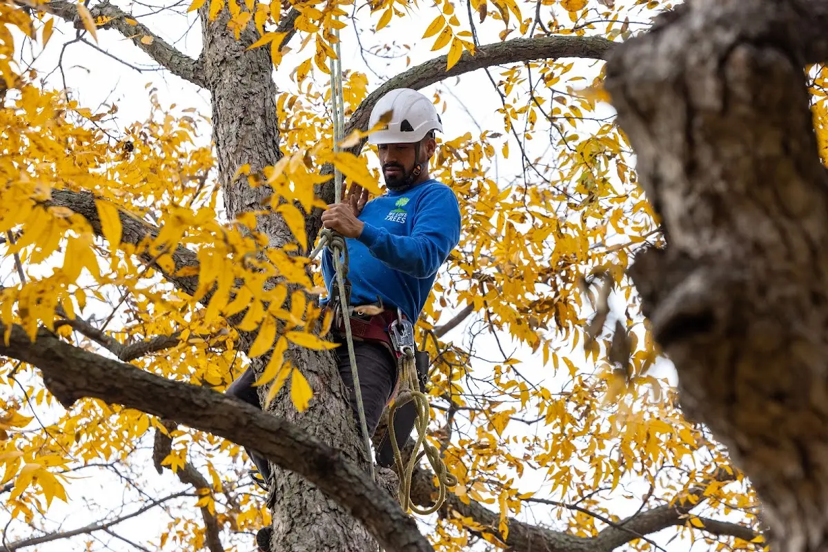 Skilled Tree Trimming crew working in Guffey