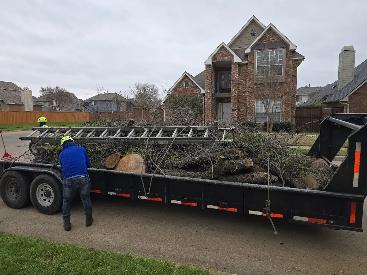 Expert Deadwooding with proper safety equipment in Guffey